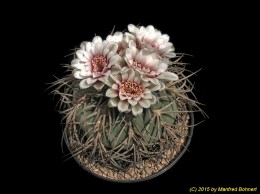 Gymnocalycium cardenasianum 210